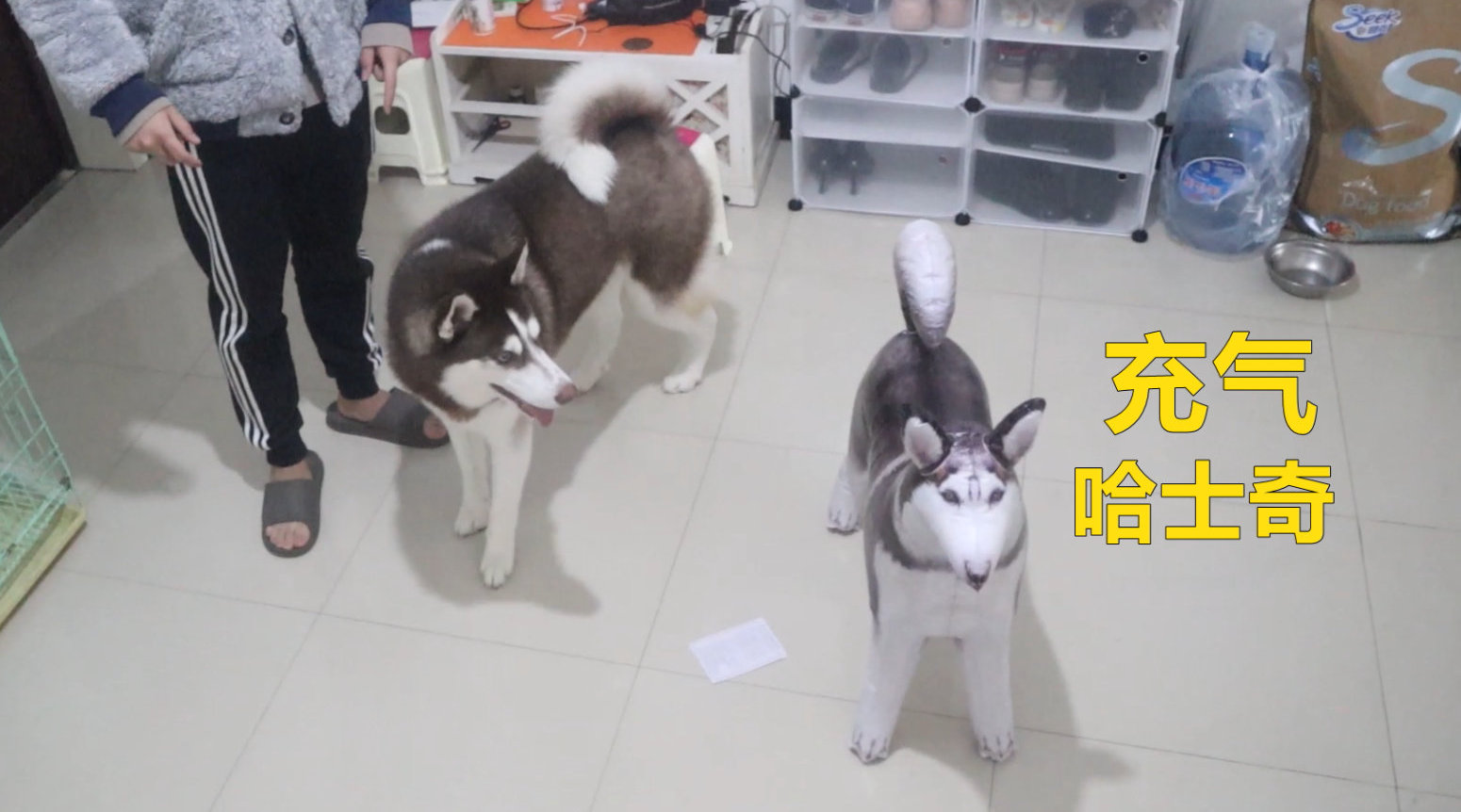 当哈士奇遇到充气二哈, 会是什么反应